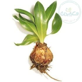 روغن پیاز عنصل