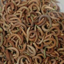 گیاه ناخنک 80 گرمی