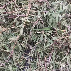 گیاه کاکوتی 35 گرمی