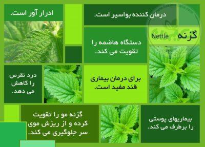 عرق گزنه گواه