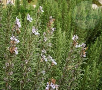 گیاه رزماری 50 گرمی