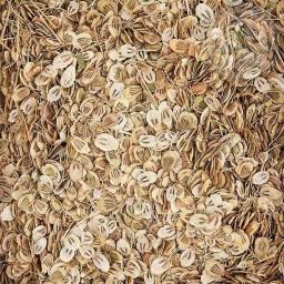گلپر درشت 50 گرمی