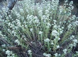گیاه کلپوره 50 گرمی