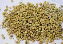 تخم گشنیز 35 گرمی