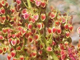 گیاه گل ریواس 50گرمی