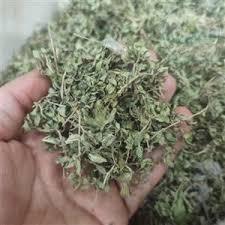 گیاه کاکوتی 35 گرمی