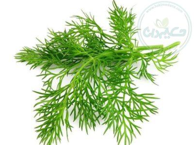 قطره خوراکی شوید