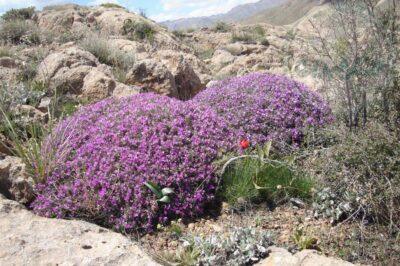عسل گون یک کیلویی درپوشدار