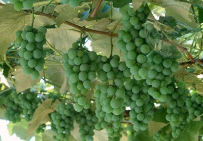 رب غوره 500 گرمی