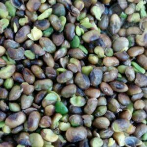 مغز پسته کوهی