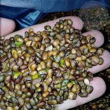 مغز پسته کوهی