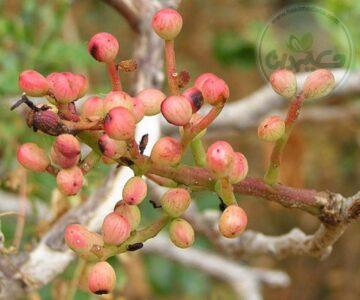 پسته کوهی (بنه)