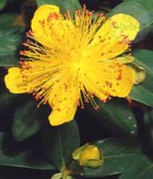 علف چای