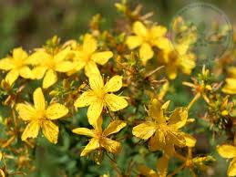 علف چای