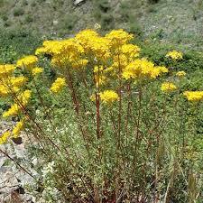 علف چای