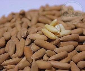 گیاه چلغوز