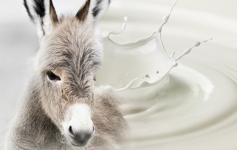 شیر الاغ و پوست؛ معجزه‌ای برای بازسازی و جوان‌سازی