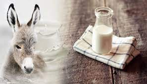 شیر الاغ و پوست؛ معجزه‌ای برای بازسازی و جوان‌سازی