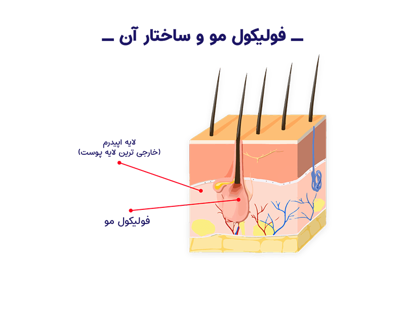 فولیکول‌های مو: ساختار، عملکرد و نحوه مراقبت